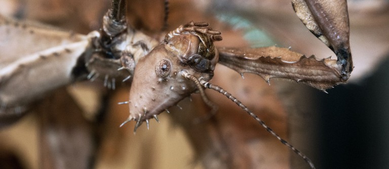 The Giant Prickly Stick Insect First Aid English